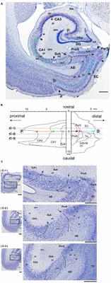 Hippocampal Connectivity of the Presubiculum in the Common Marmoset (Callithrix jacchus)